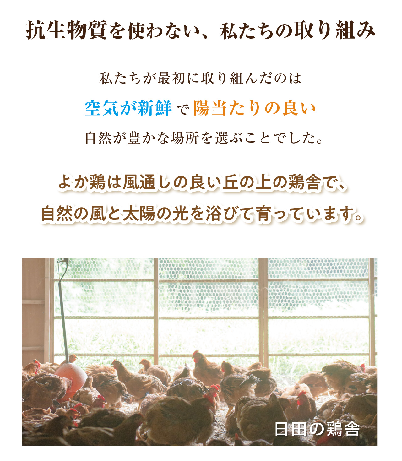 自然環境に近い状態でストレスなく育つ鶏