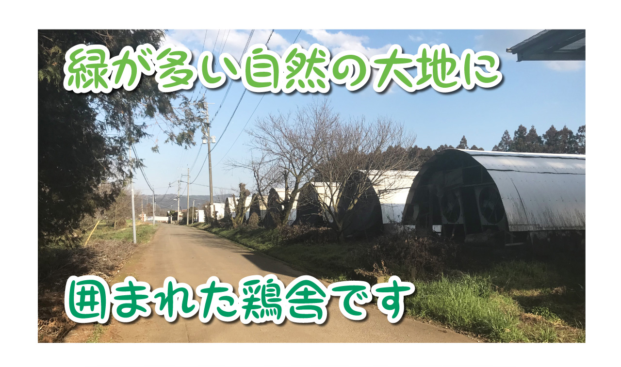 のびのびと育てた鶏がいる広々とした鶏舎